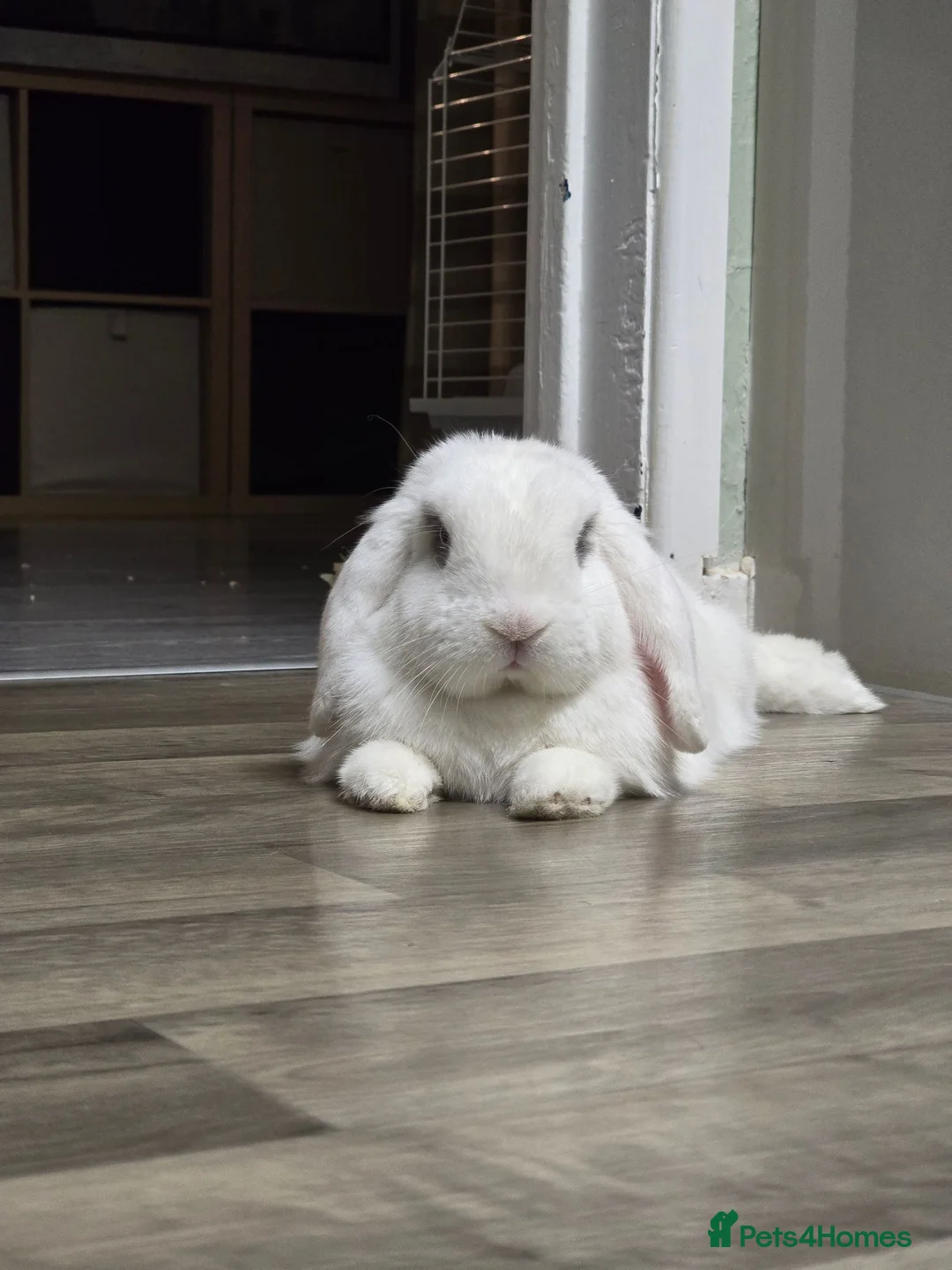 Mini Lop rabbits for sale: Male neutered rabbit for sale  - Advert 1