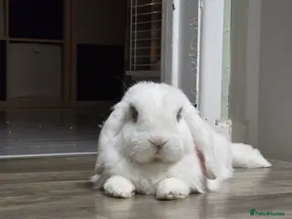 Mini Lop rabbits Male neutered rabbit for sale - Advert 1