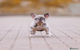 French Bulldog dogs for sale: Top girls ready to leave  - Image 11