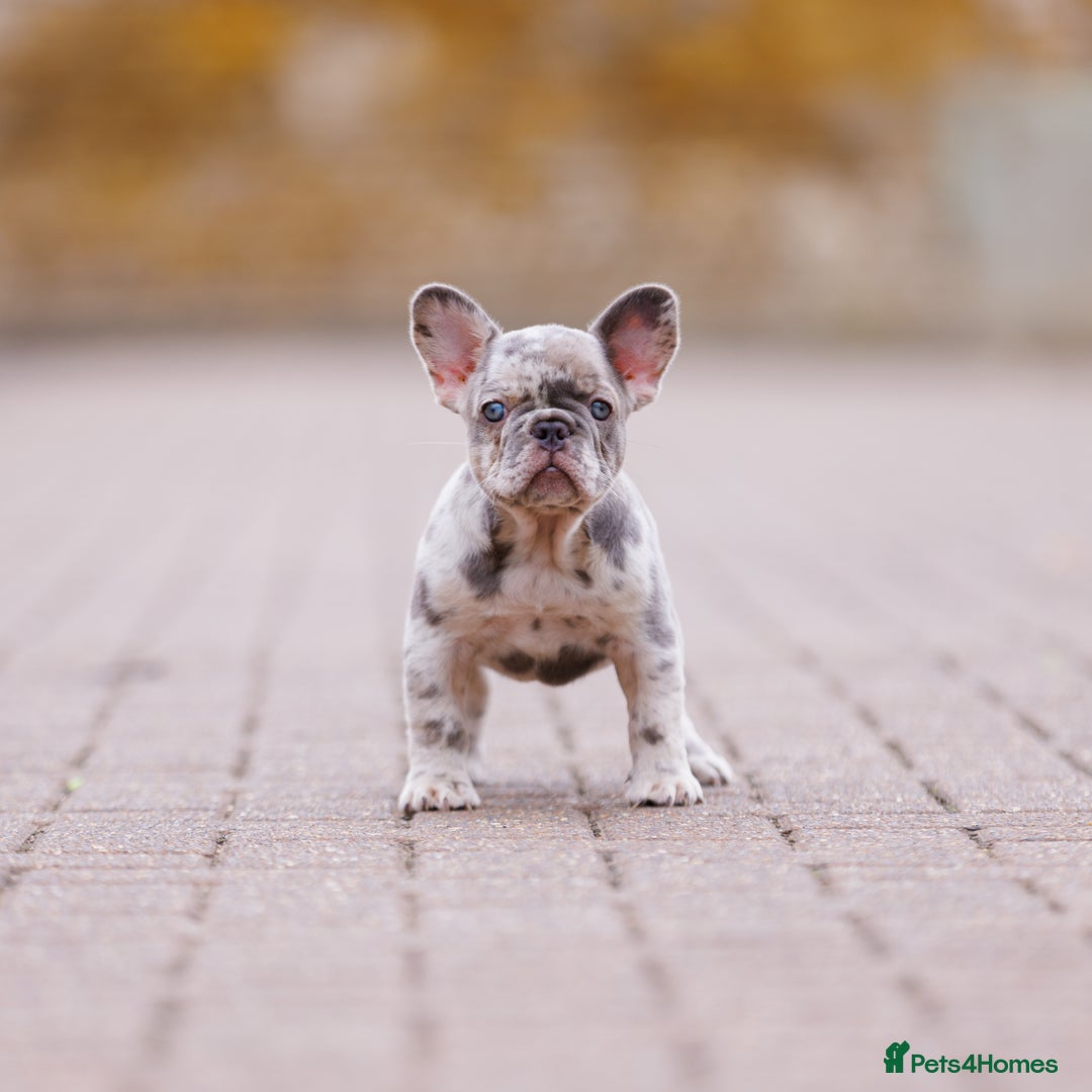 French Bulldog dogs for sale: Top girls ready to leave  - Image 11