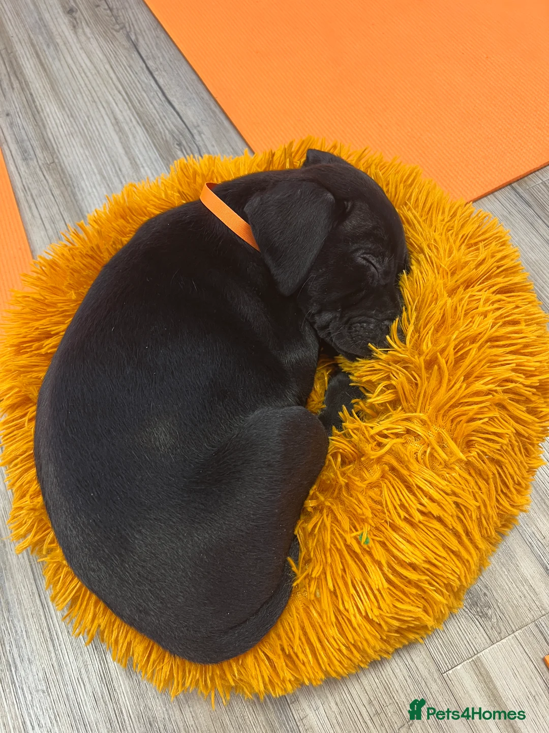 Labrador Retriever dogs for sale: Unique Happy,Healthy beautiful angels well trained - Advert 21