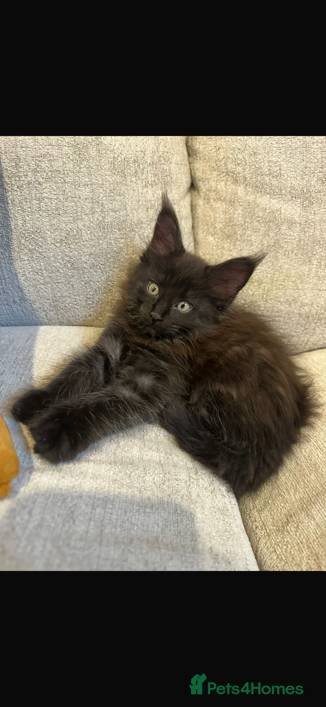 Maine Coon cats for sale: GCCF/Russian Champions BLUE SMOKE Kitten - Advert 9