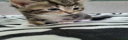 Mixed Breed cats for sale: Lovely Tabby Kittens  - Advert 10
