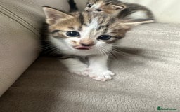 Mixed Breed cats for sale: Mixed kittens for sale  - Image 5