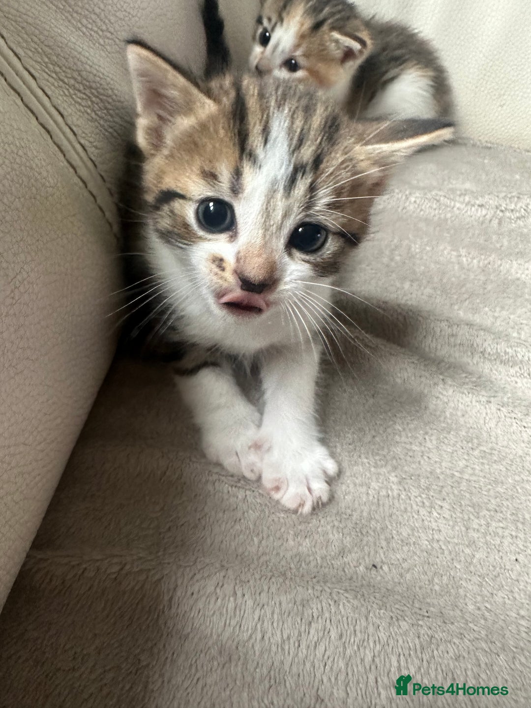 Mixed Breed cats for sale: Mixed kittens for sale  - Image 5