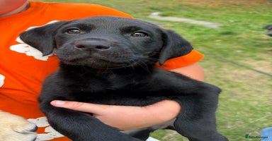 Labrador Retriever dogs - Advert 2
