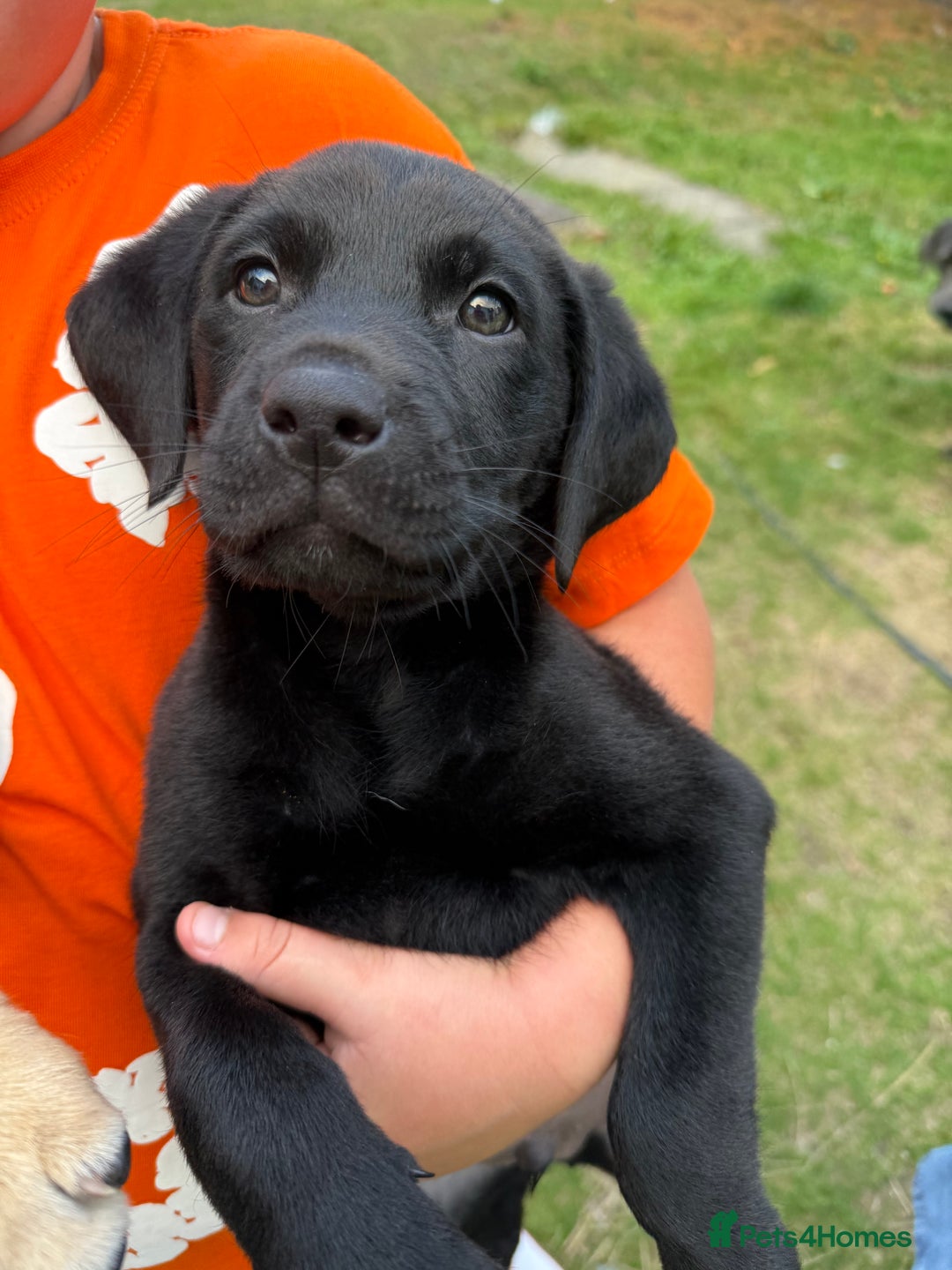 Labrador Retriever dogs for sale: 2 beautiful laborador puppies  - Image 3