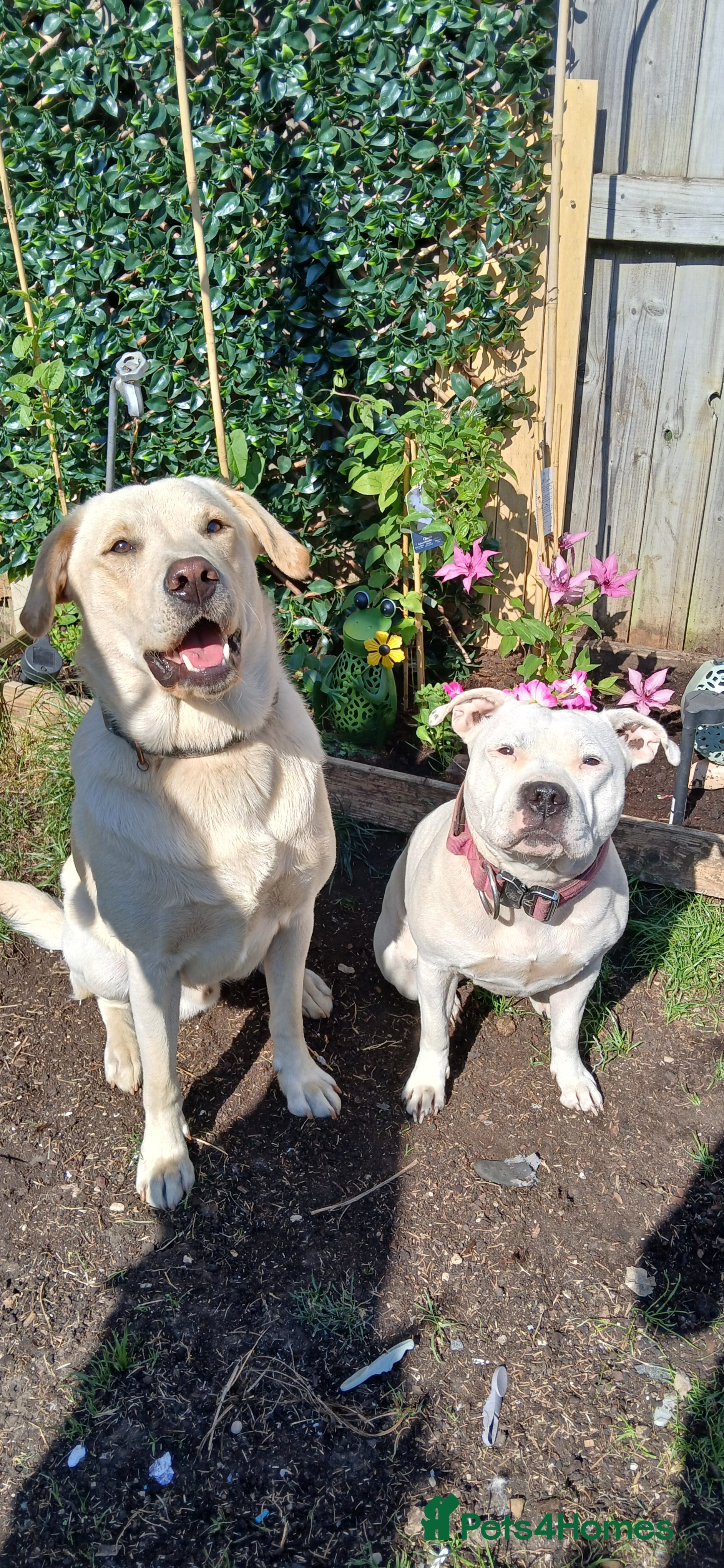 Mixed Breed dogs Staffador puppies  - Advert 7