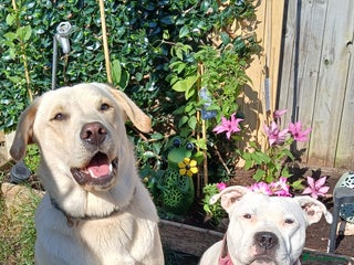 Mixed Breed dogs Staffador puppies - Advert 7