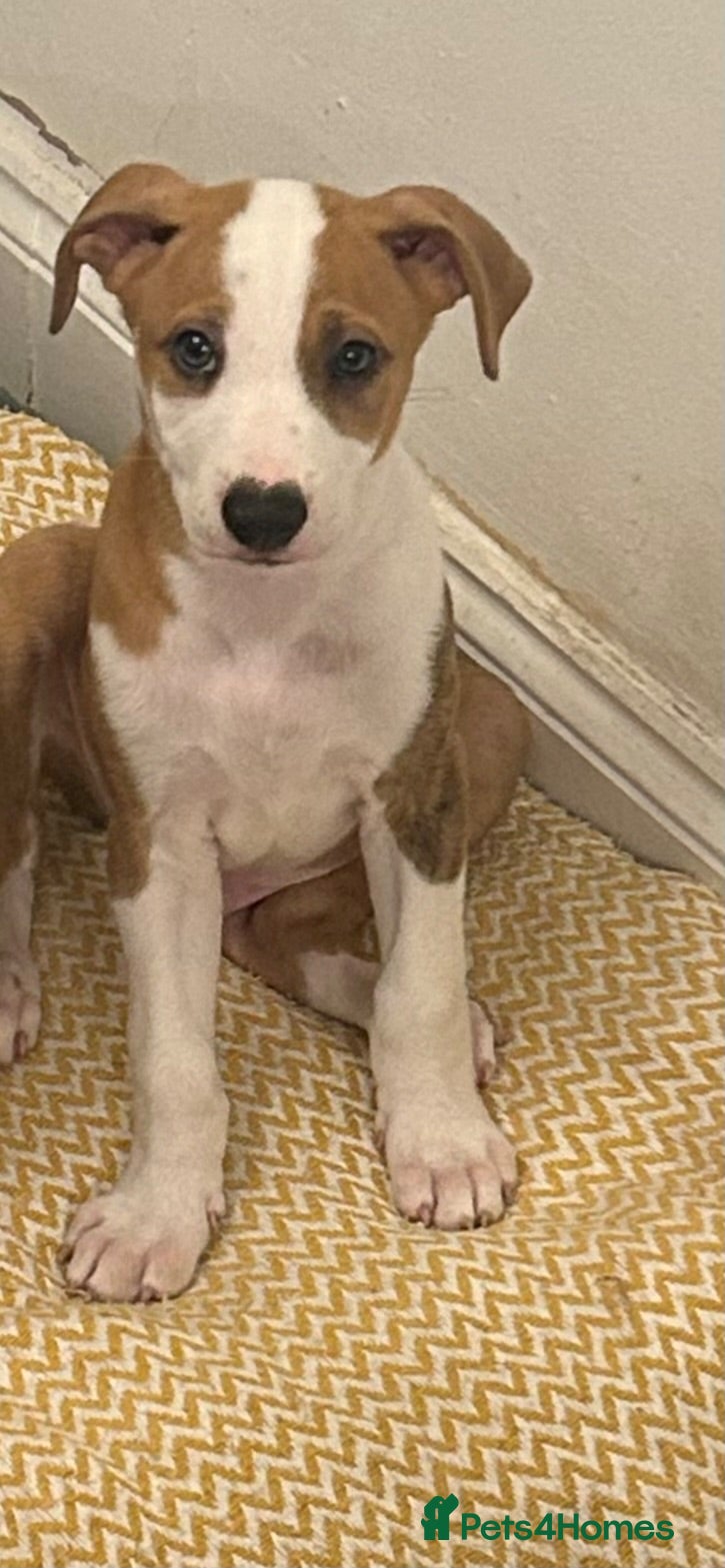 Mixed Breed dogs Mixed breed male - Advert 16