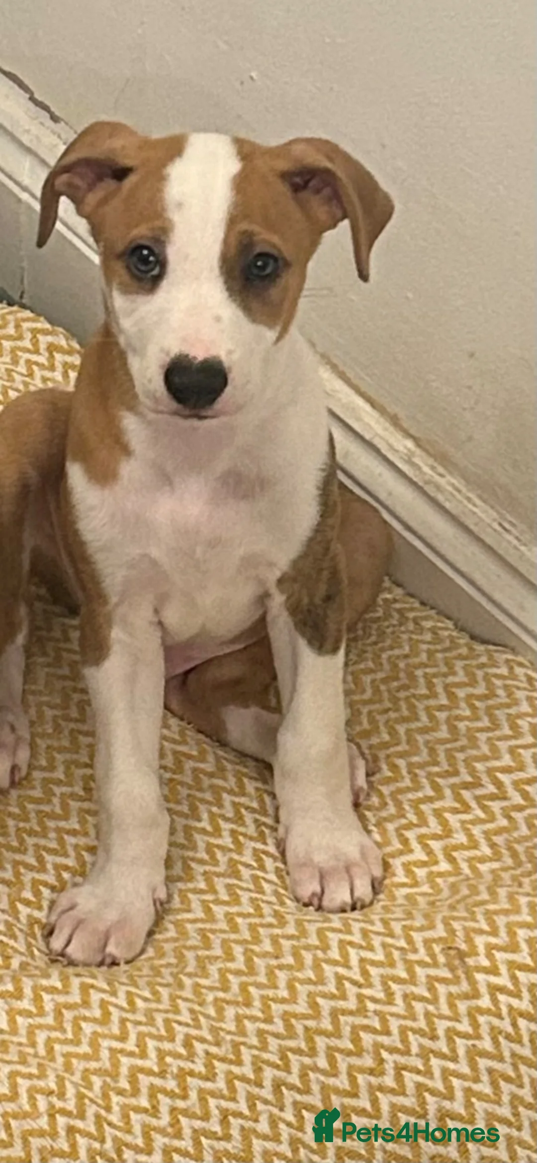 Mixed Breed dogs for sale: Mixed breed male in Chester-le-Street - Advert 1