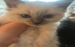 Ragdoll cats for sale: Ragdoll kittens for sale  - Image 5