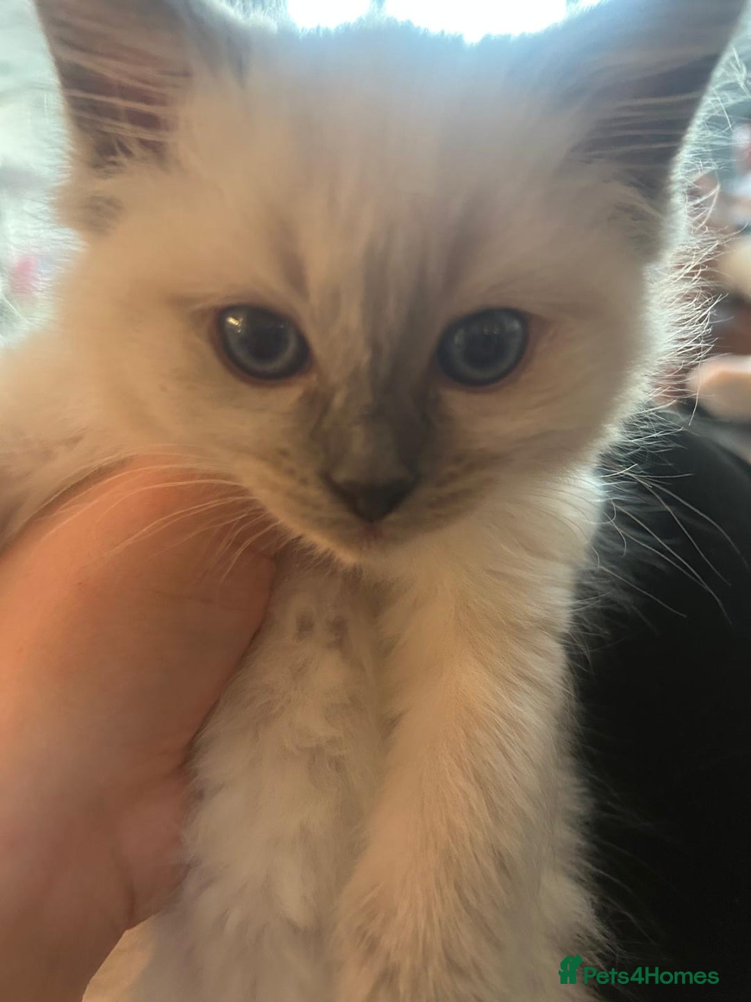Ragdoll cats for sale: Ragdoll kittens for sale  - Image 5