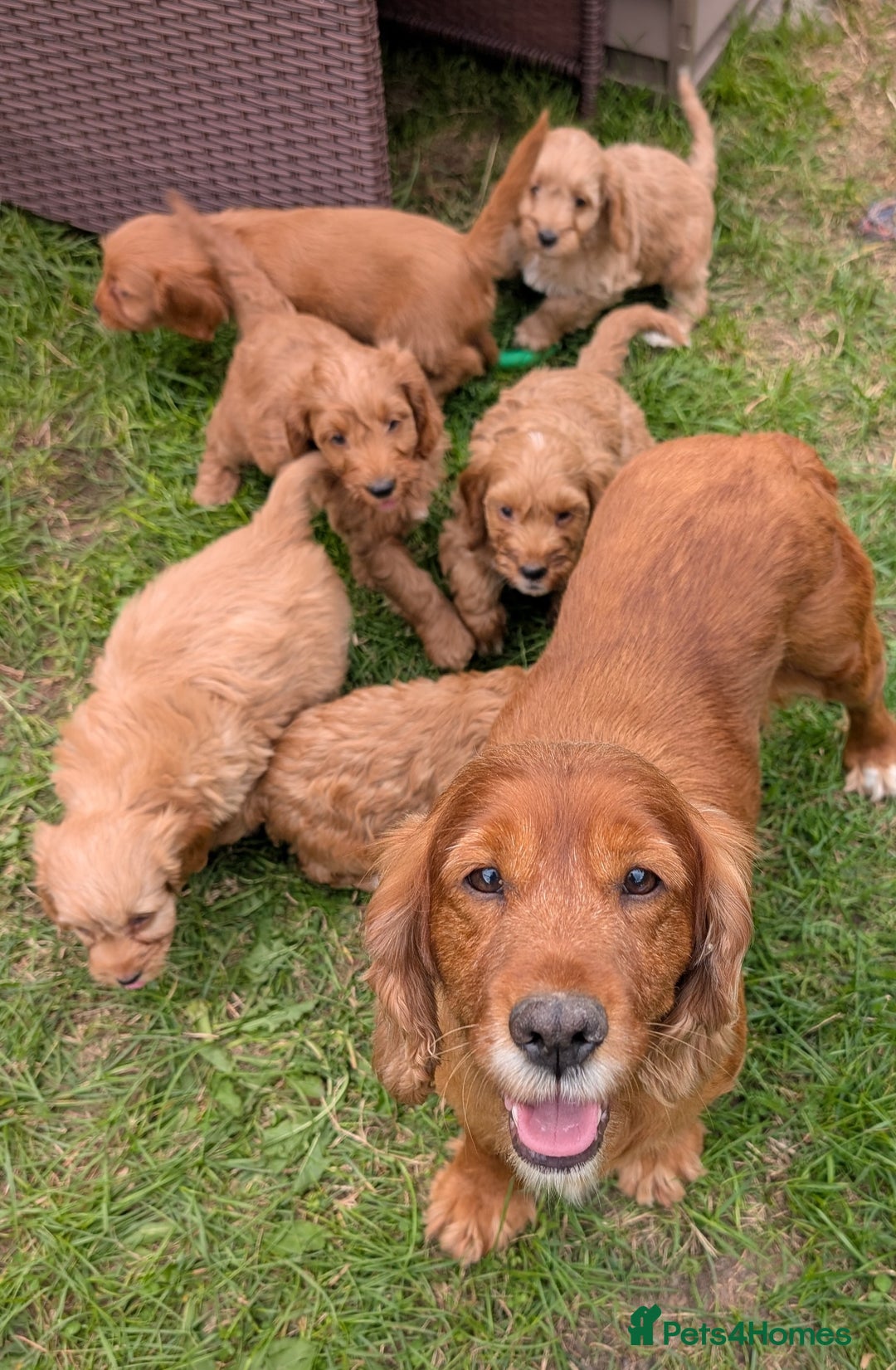 Cockapoo dogs for sale: Beautiful F1 Cockapoo puppies DNA clear  - Image 27