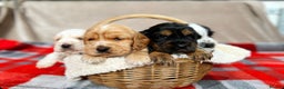Cocker Spaniel dogs for sale: SHOW TYPE COCKER SPANIEL PUPPIES  - Advert 9