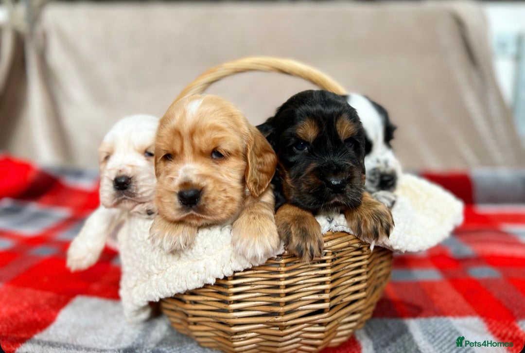 Cocker Spaniel dogs for sale: SHOW TYPE COCKER SPANIEL PUPPIES  - Advert 9