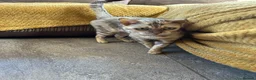 Bengal cats for sale: Beautiful silver neutered female - Advert 9