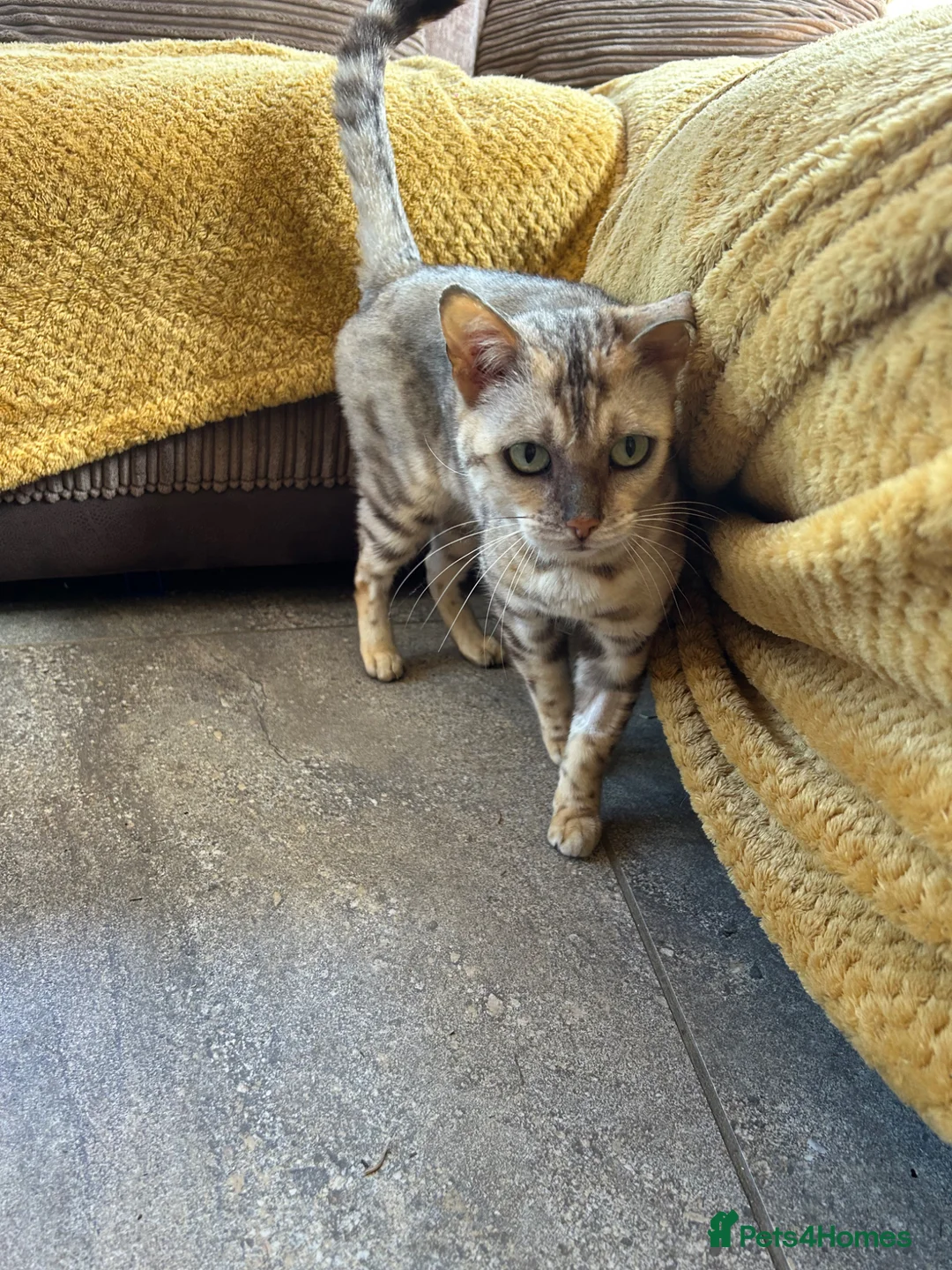 Bengal cats for sale: Beautiful silver neutered female - Advert 9