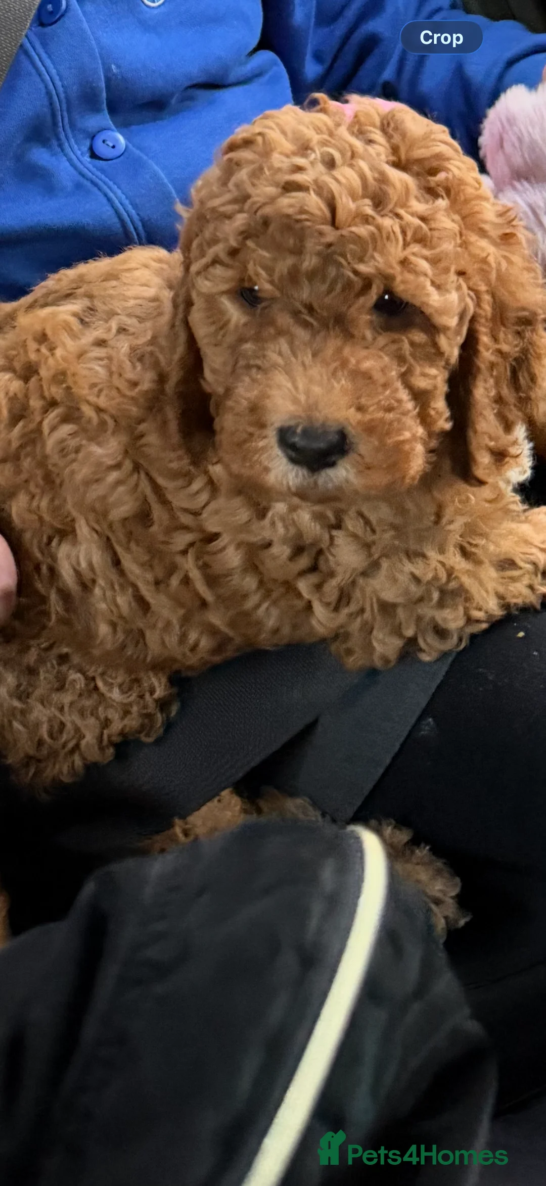 Cockapoo dogs for sale: Beautiful red cockapoo puppies ready now - Advert 4