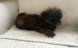 Mixed Breed dogs for sale: Shih-Poo or Shoodle - Image 23