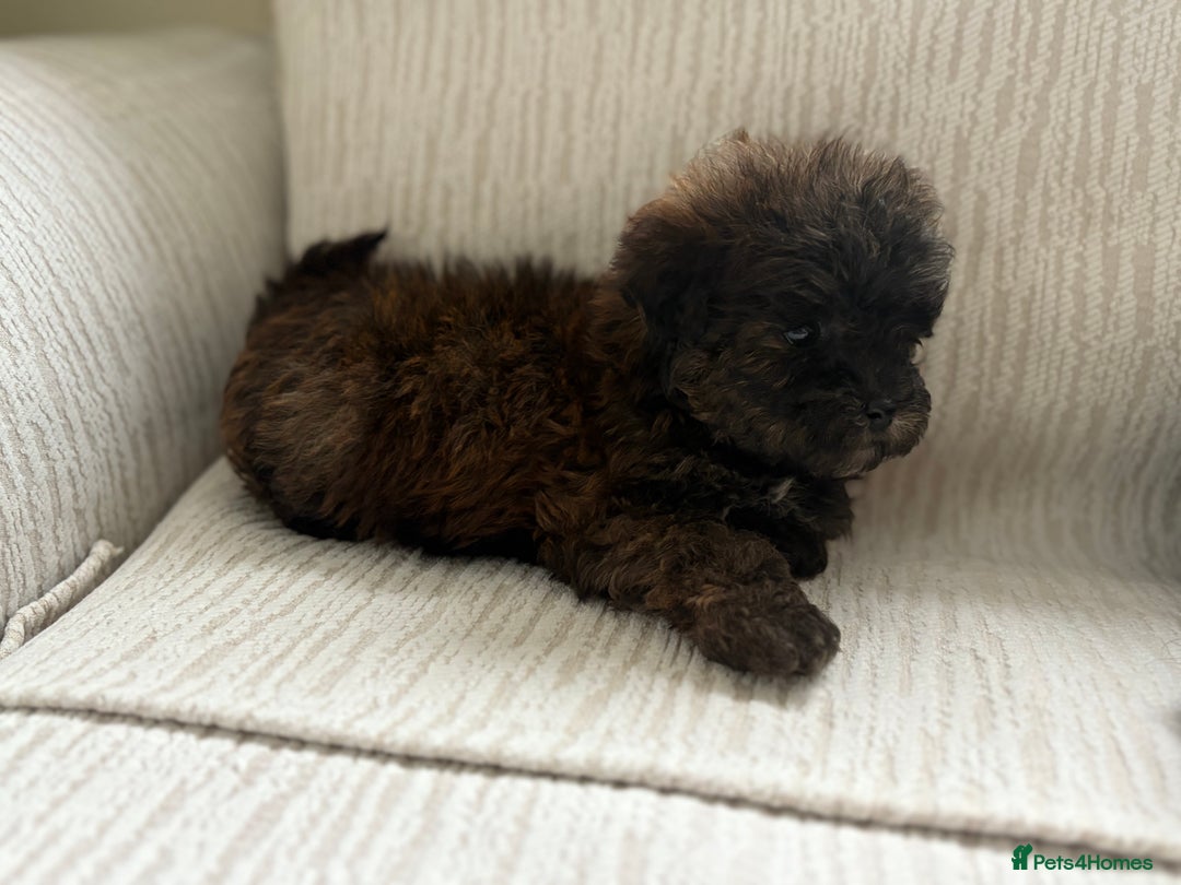 Mixed Breed dogs for sale: Shih-Poo or Shoodle - Image 23