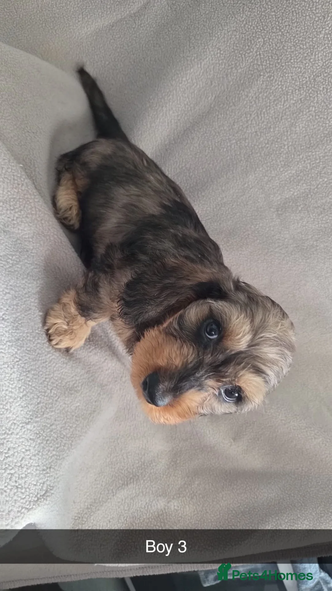 Miniature Dachshund dogs for sale: Miniature Dachshund  - Advert 6