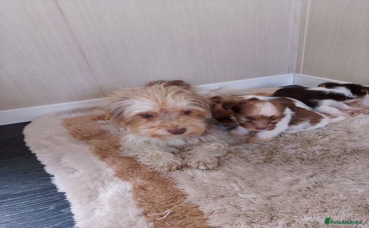 Mixed Breed dogs - Advert 7