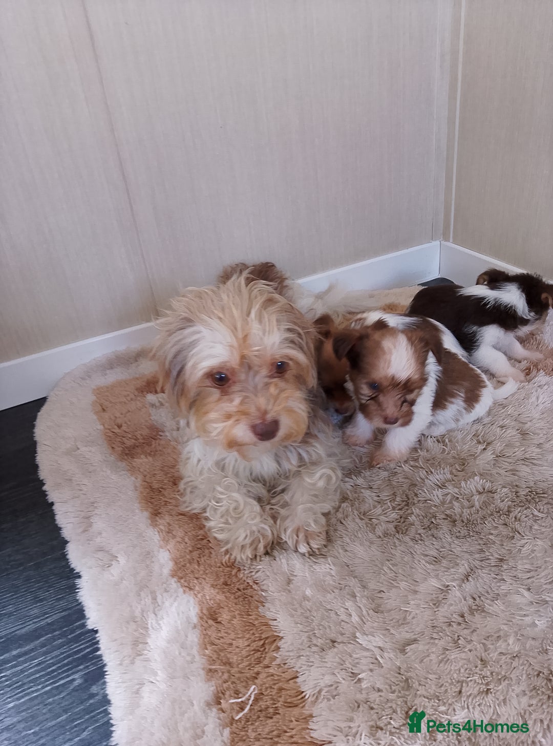 Mixed Breed dogs for sale: Shitzu x jack Russell  - Image 1