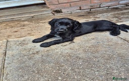 Sprocker dogs for sale: Beautiful sprocker puppies  - Image 7
