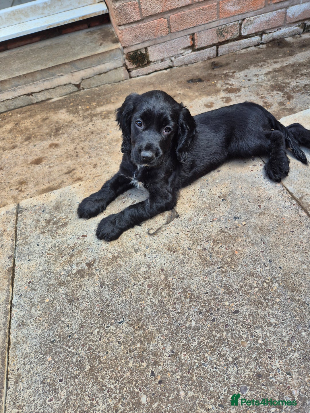 Sprocker dogs for sale: Beautiful sprocker puppies  - Image 7