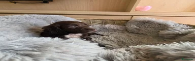 Chocolate Female- White Chest, white flick on head