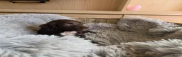 Cocker Spaniel dogs for sale: Working Type Cocker Spaniels - Advert 27