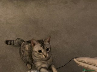 Savannah cats - Advert 32