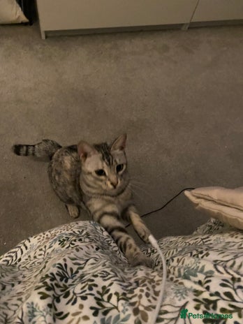 Savannah cats - Advert 8