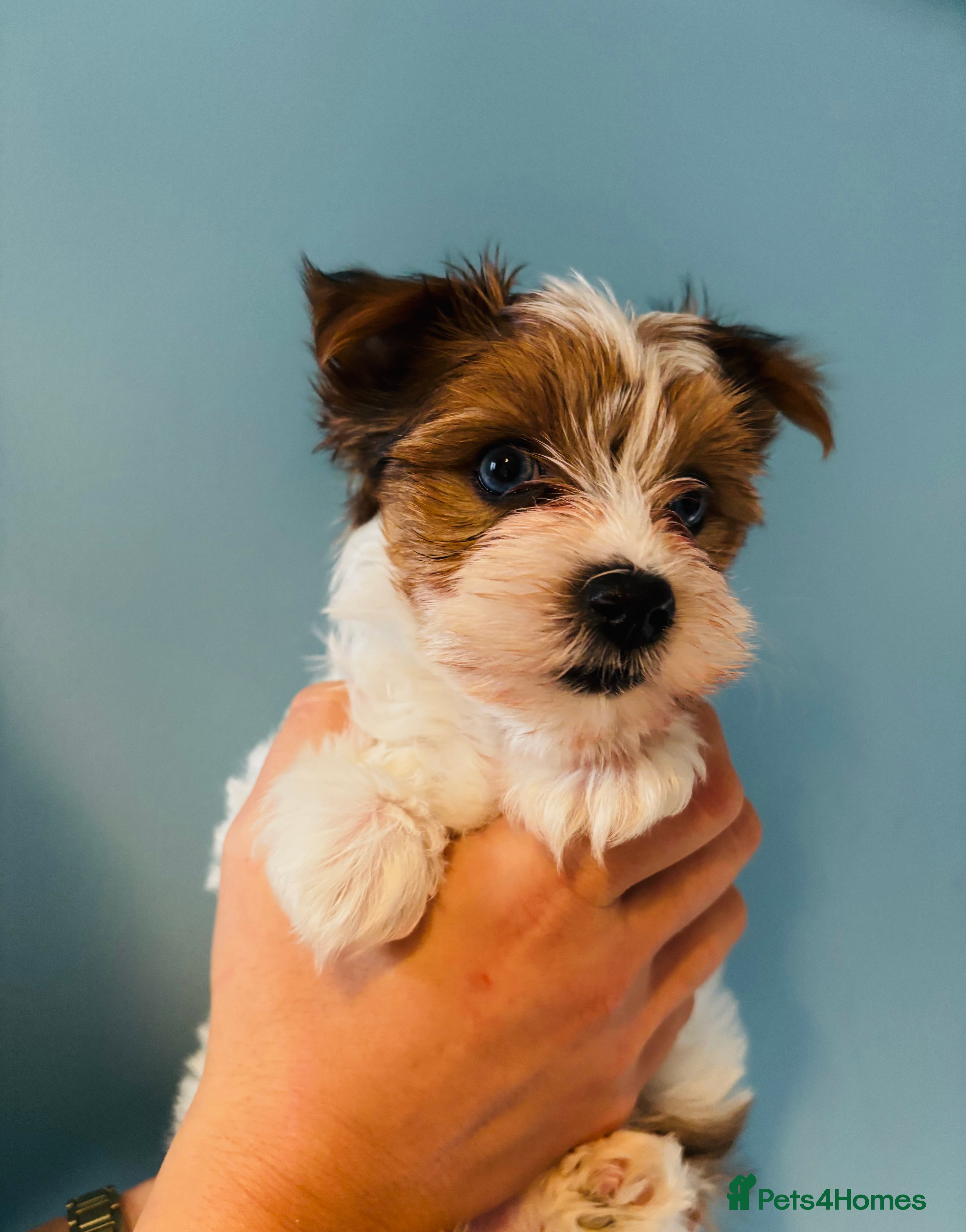 Yorkshire Terrier dogs ❤️Beautiful blue eyed Yorkshire terrier puppies❤️ - Advert 15