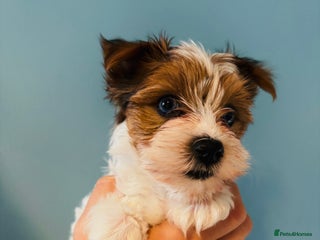 Yorkshire Terrier dogs ❤️Beautiful blue eyed Yorkshire terrier puppies❤️ - Advert 15