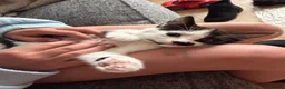 Mixed Breed cats for sale: Tuxedo kitten   - Advert 7