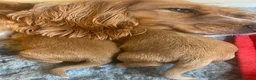 Cocker Spaniel dogs for sale: Beautiful Cockerspaniel Puppies For Sale - Advert 18