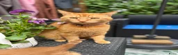 Mixed Breed cats for sale: Ginger kittens in Newtown - Advert 1