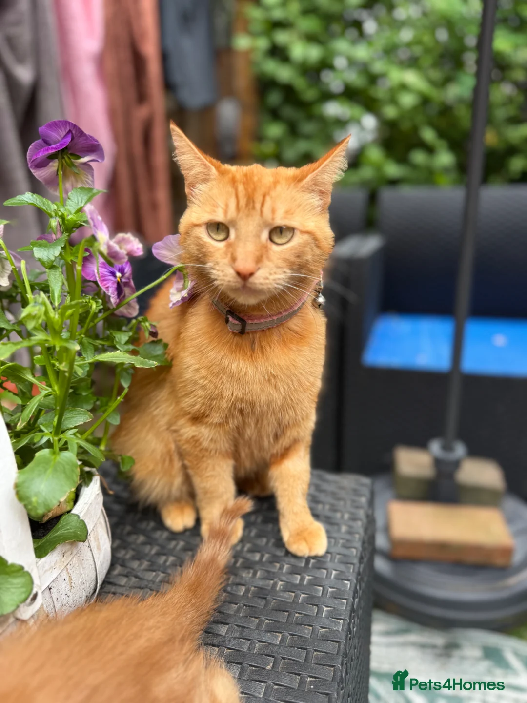 Mixed Breed cats for sale: Ginger kittens in Newtown - Advert 1