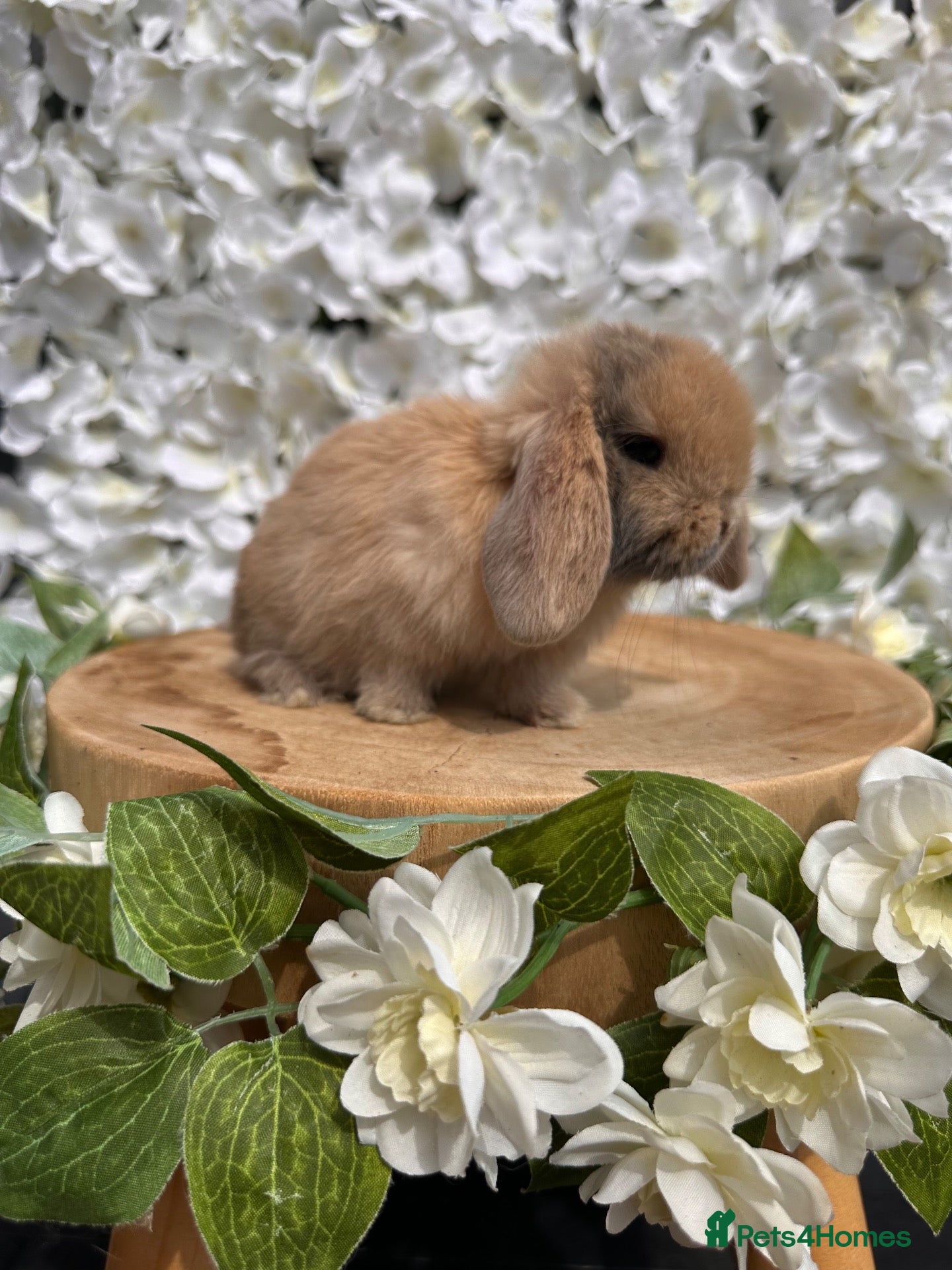 Mini Lop rabbits 🐰 PURE BRED MALE MINILOP KITS.  - Advert 2