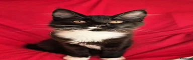 Maine Coon 3