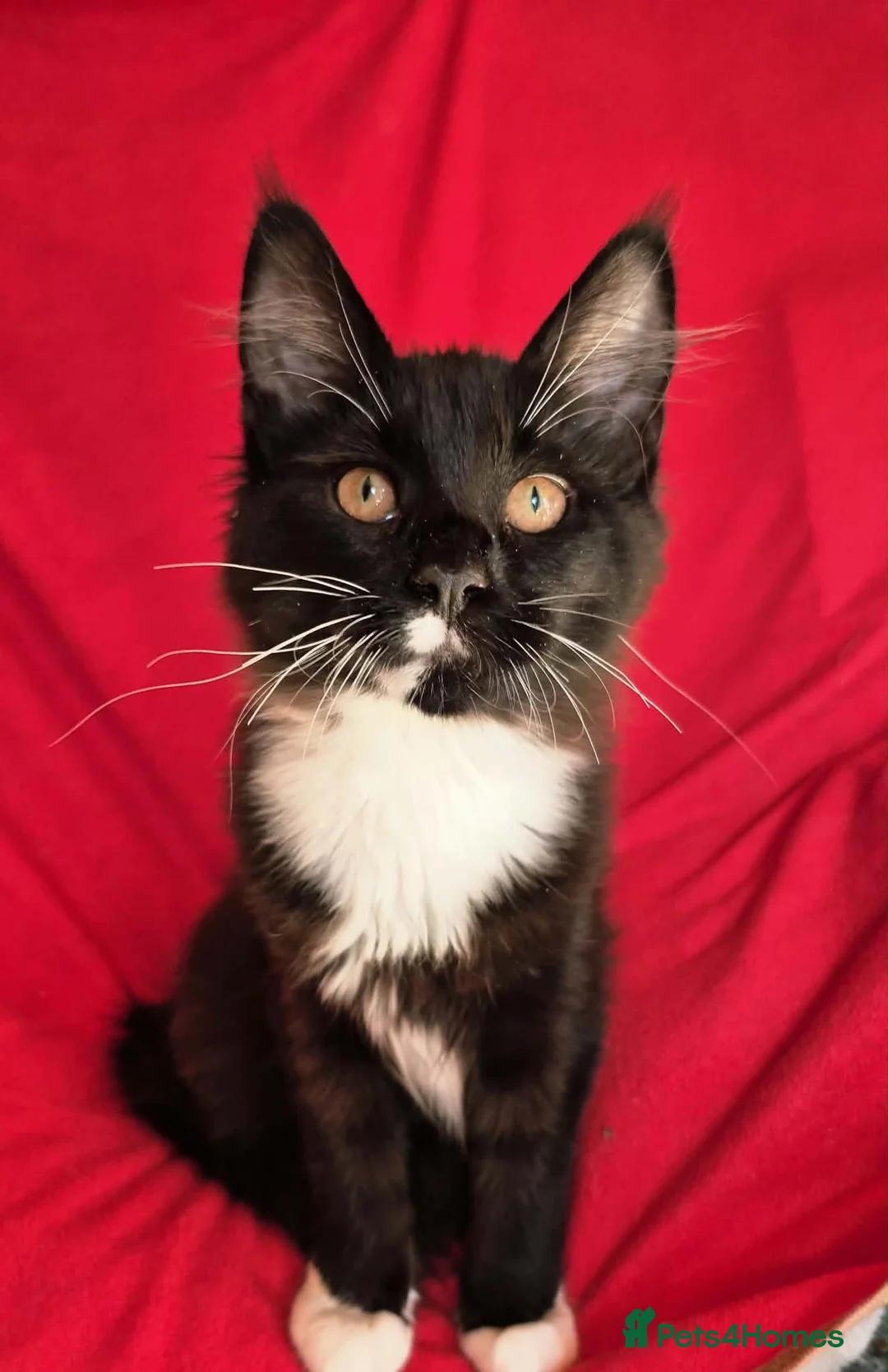 Maine Coon cats for sale: Ready Now,  BIG Maine Coon Boys - Advert 13