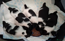 Mixed Breed dogs for sale: Male Lhasa Jack 11 weeks old - Image 6