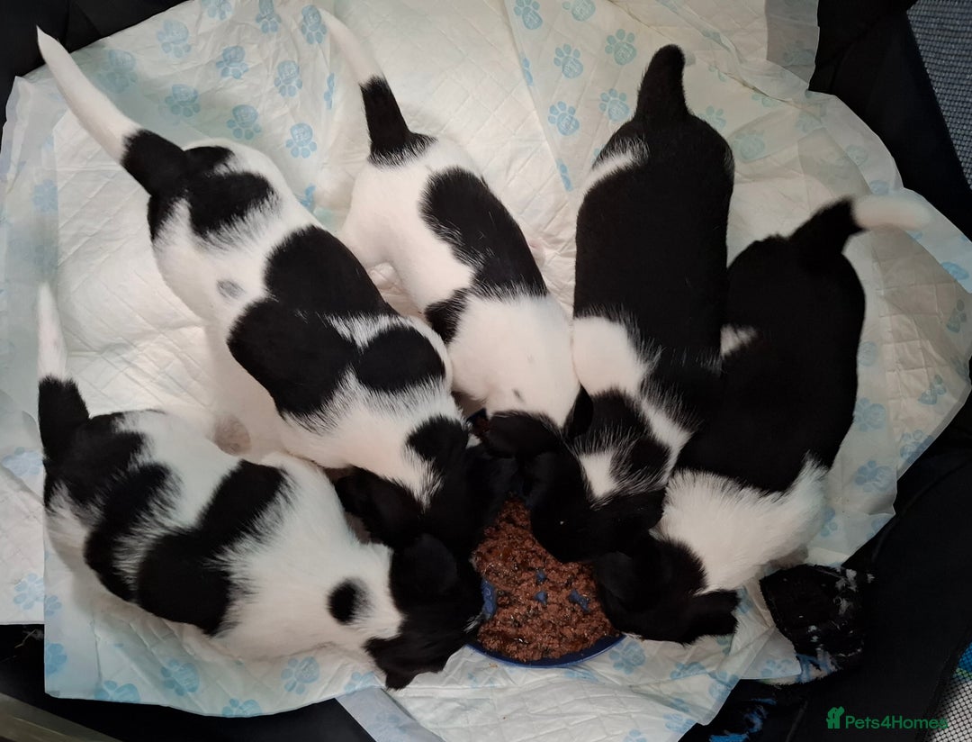 Mixed Breed dogs for sale: Male Lhasa Jack 11 weeks old - Image 6