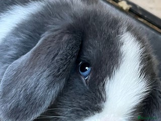 Mini Lop rabbits Mini lop buns - Advert 6