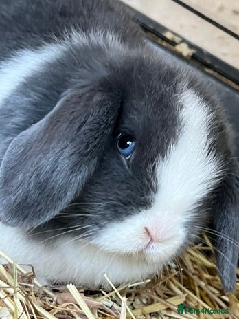 Mini Lop rabbits Mini lop buns - Advert 3