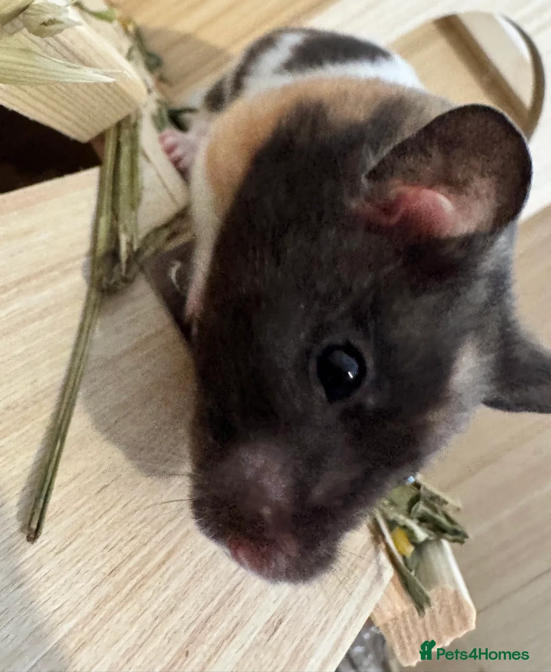 Hamster rodents for sale: Pancake 🐹 Beautiful Female Syrian Hamster - Advert 1