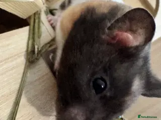 Hamster rodents Pancake 🐹 Beautiful Female Syrian Hamster - Advert 5