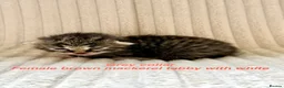 Siberian cats for sale: Really pretty Pedigree Siberian kittens in Droitwich - Advert 8